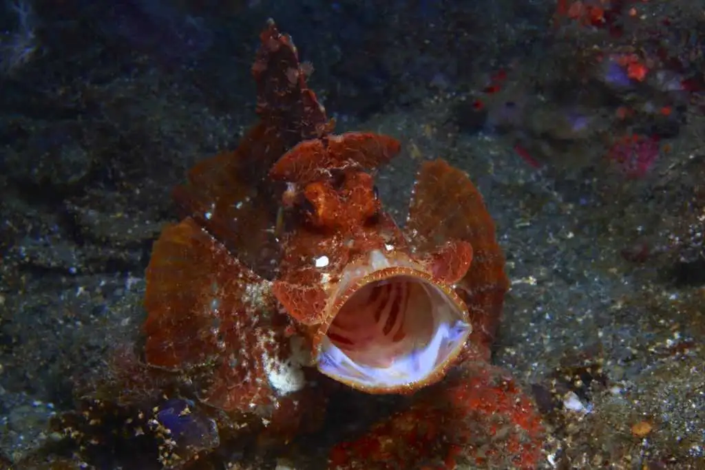 Anilao Macro Dive Media Highlight