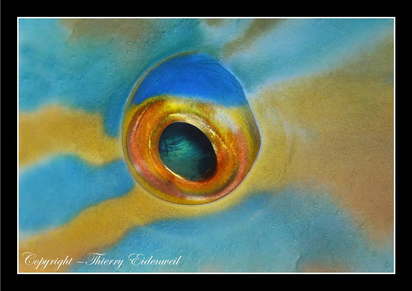 Anilao Macro Dive Media Highlight