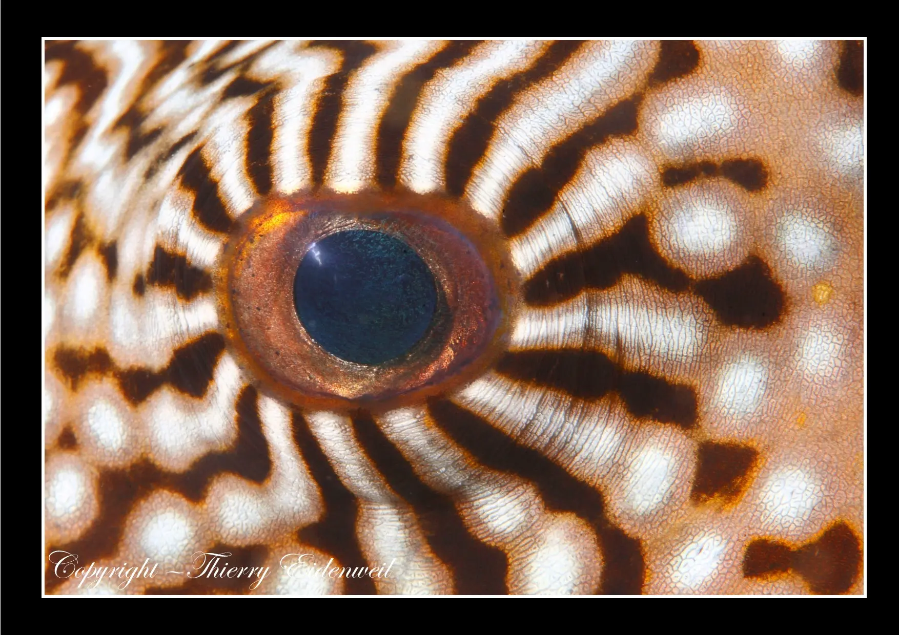 Anilao Macro Dive Media Highlight