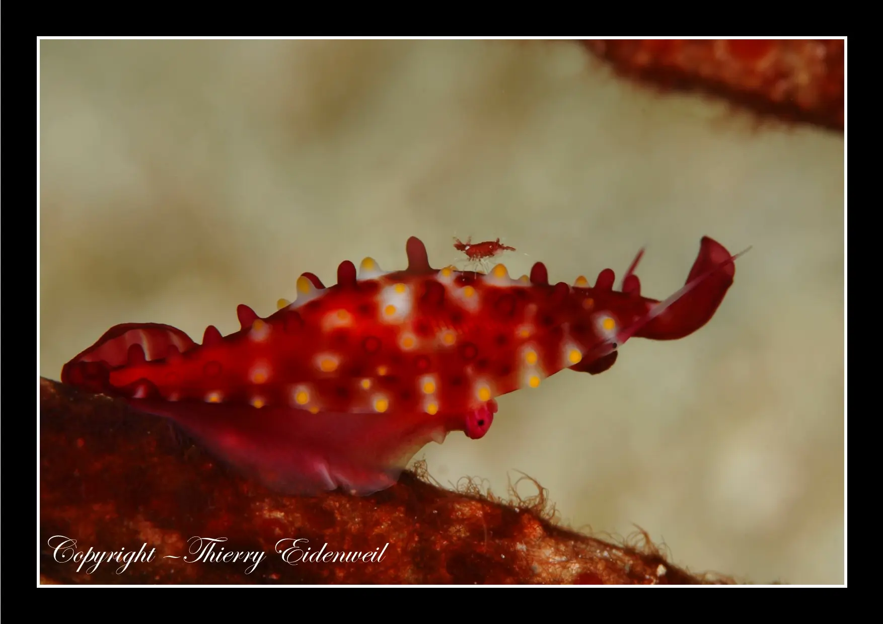 Anilao Macro Dive Media Highlight