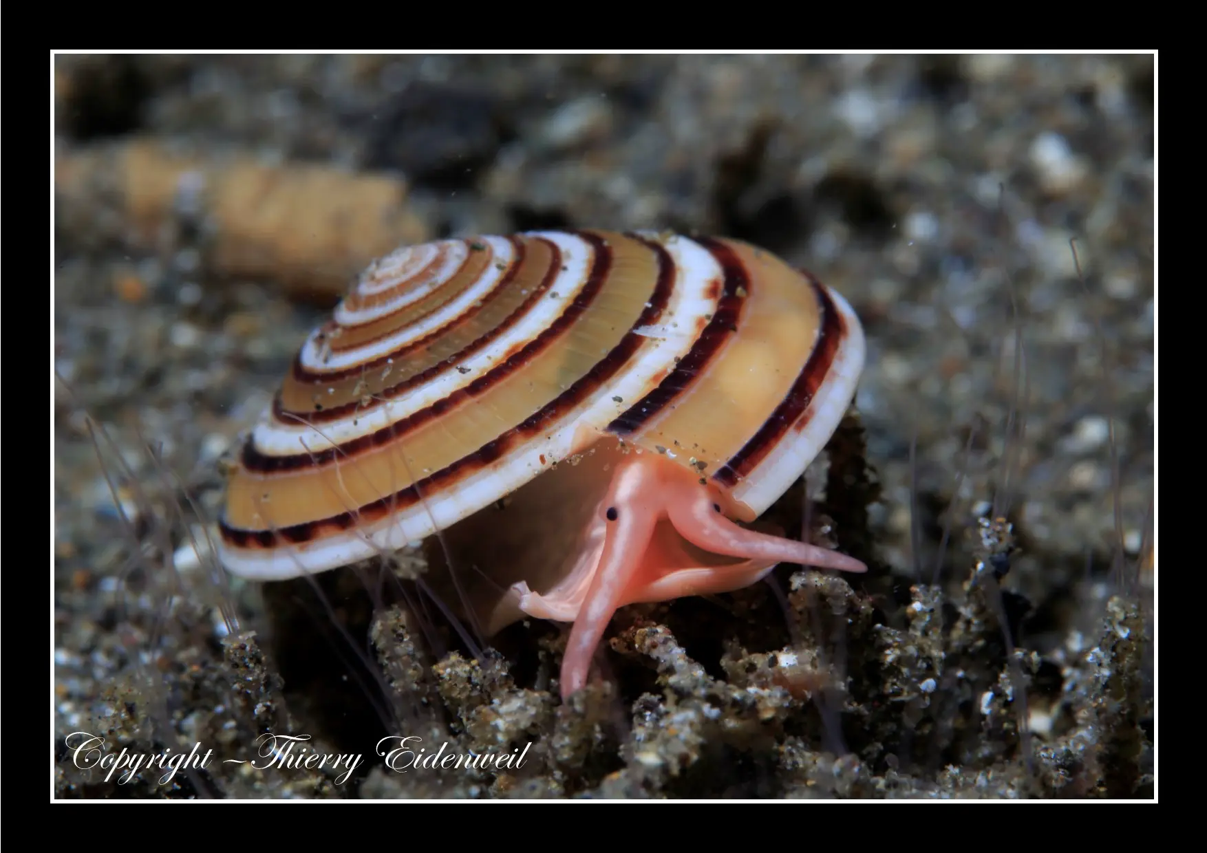Anilao Macro Dive Media Highlight