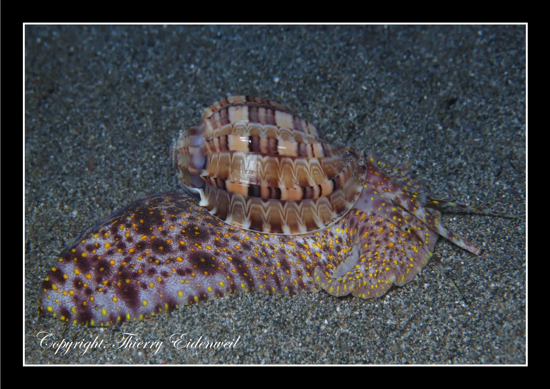 Anilao Macro Dive Media Highlight