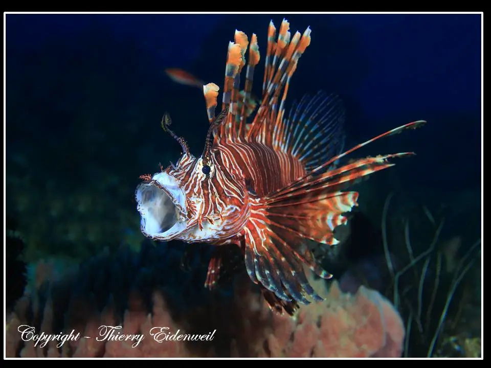 Anilao Macro Dive Media Highlight