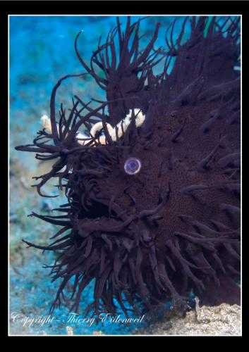Antennaire - Frogfish (61)