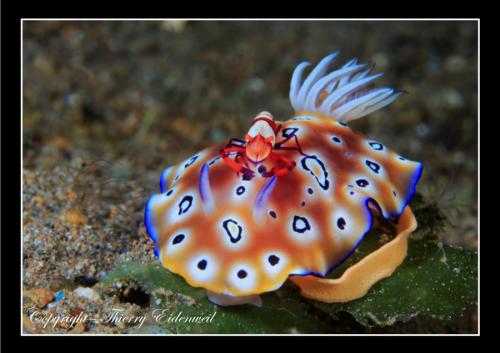 Limace de mer - Nudibranche (169)