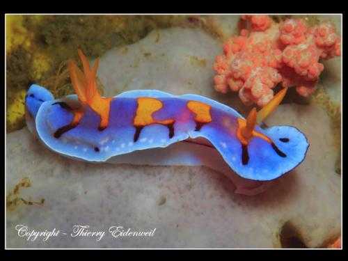 Limace de mer - Nudibranche (371) - Copie - Copie
