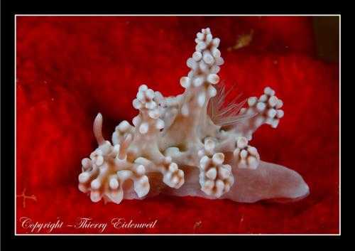 Limace de mer - Nudibranche (58)