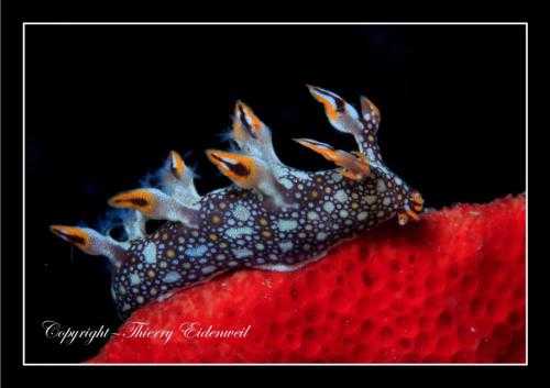 Nudi 106 - Copie