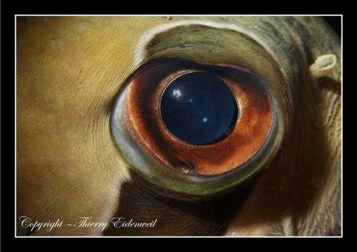 oeil de Diodon 2